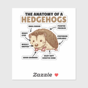 Pegatina Cute Hedgehog Explicación Anatomía De Un Hedgeogs