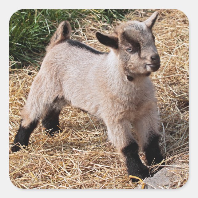 Pegatina Cute Kid (Anverso)