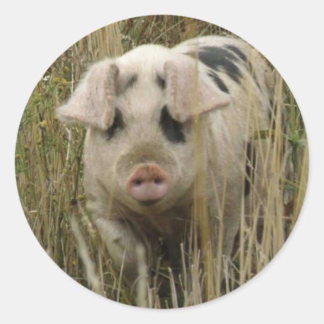 Pegatina Cute Pig (Anverso)