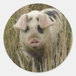 Pegatina Cute Pig