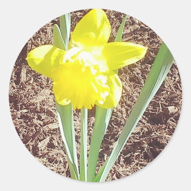 Pegatina Daffodil de primavera (Anverso)
