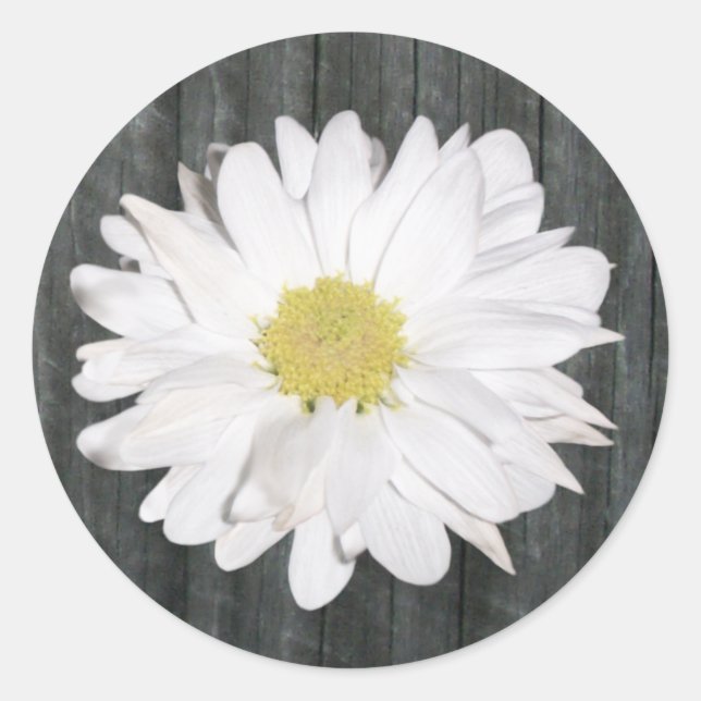 Pegatina Daisy & Barnwood (Anverso)