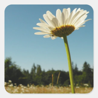 Pegatina Daisy Field