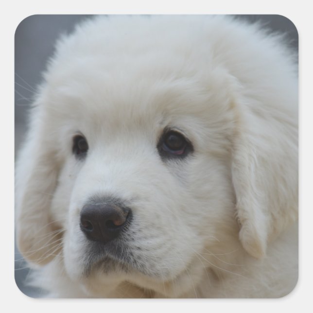 Pegatina de Adorable Polaco Tatra Sheepdog Puppy (Anverso)