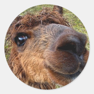 Pegatina de Alpaca