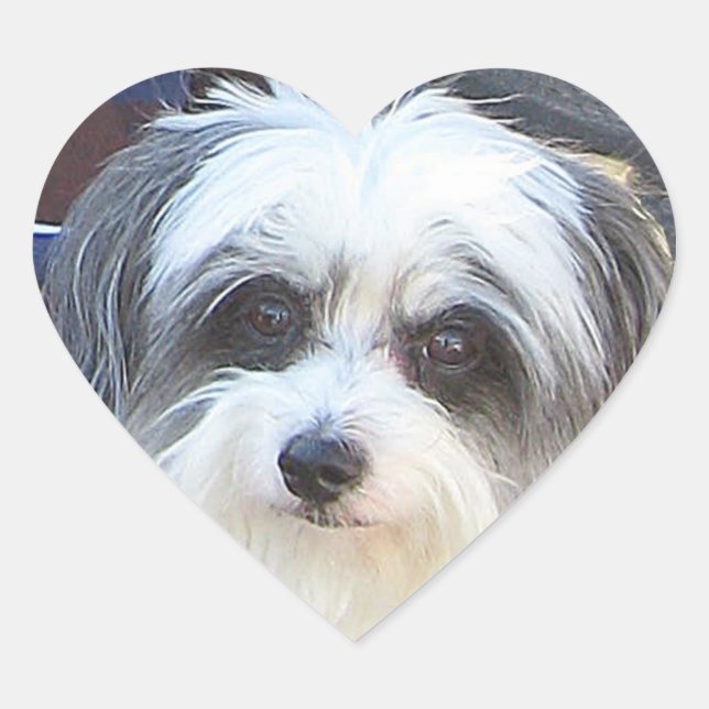 Pegatina de amor de pipa (Anverso)