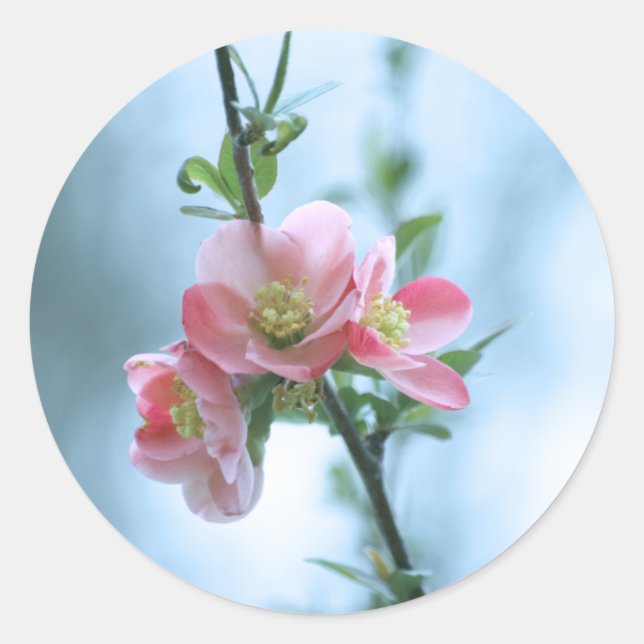 Pegatina de Apple Blossom #P0365 (Anverso)