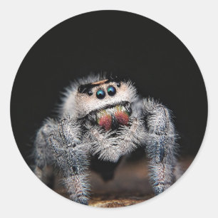 Pegatina de araña saltando