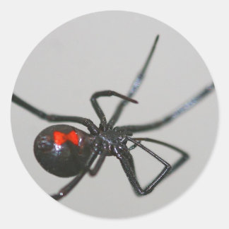 Pegatina de araña viuda negra
