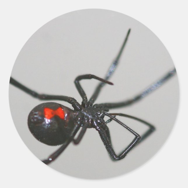 Pegatina de araña viuda negra (Anverso)