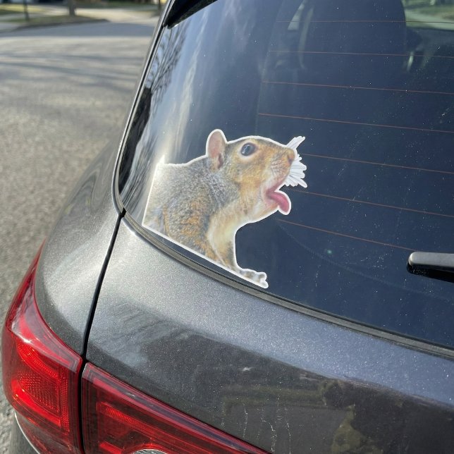 Pegatina de ardilla (Funny Licking Squirrel "Window Licker" Vinyl Sticker)