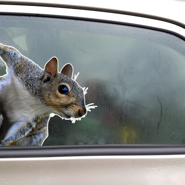 Pegatina de ardilla (Squirrel Sticker)