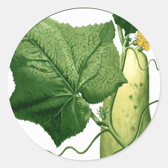 Pegatina de arte pepino 1 (Anverso)