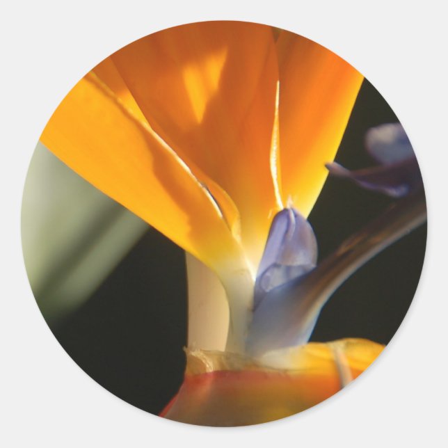 Pegatina De Aves De Paraíso (Anverso)