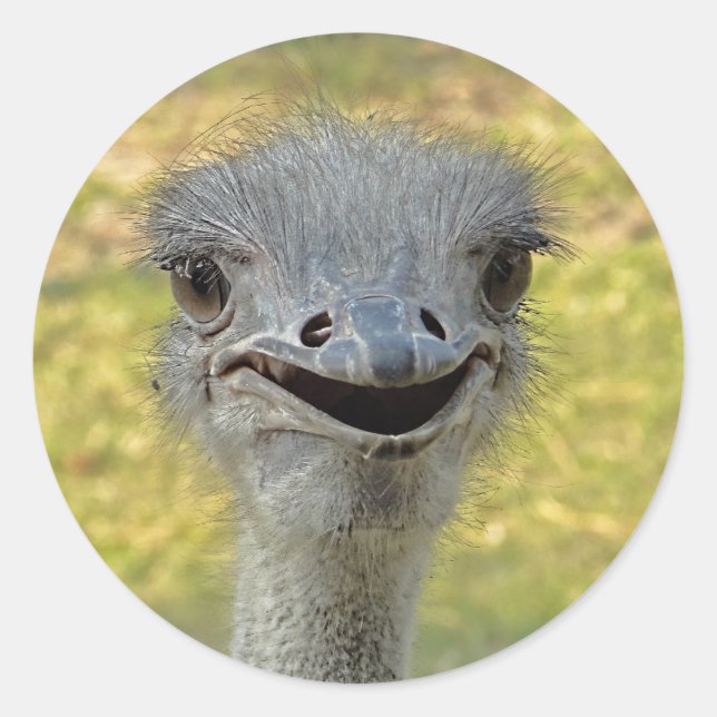 Pegatina de avestruz sonriente (Anverso)
