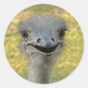 Pegatina de avestruz sonriente