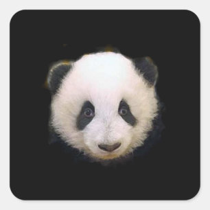 Pegatina de Baby Panda - Pegatinas cuadrados
