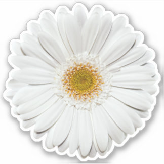Pegatina de besos de flor blanca Gerber Daisy