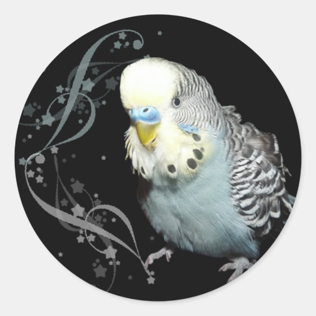 Pegatina de Blue budgie (Anverso)