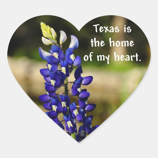 Pegatina de Bluebonnet "Texas es el hogar de mi co (Anverso)