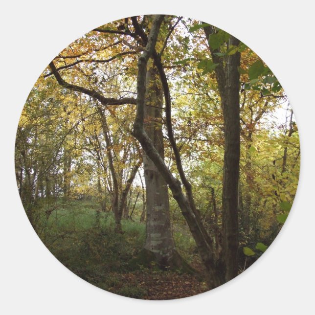 Pegatina de bosques de otoño (Anverso)