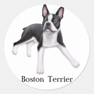 Pegatina de Boston Terrier