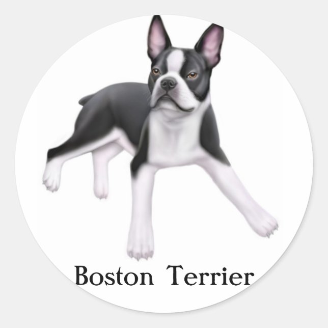 Pegatina de Boston Terrier (Anverso)