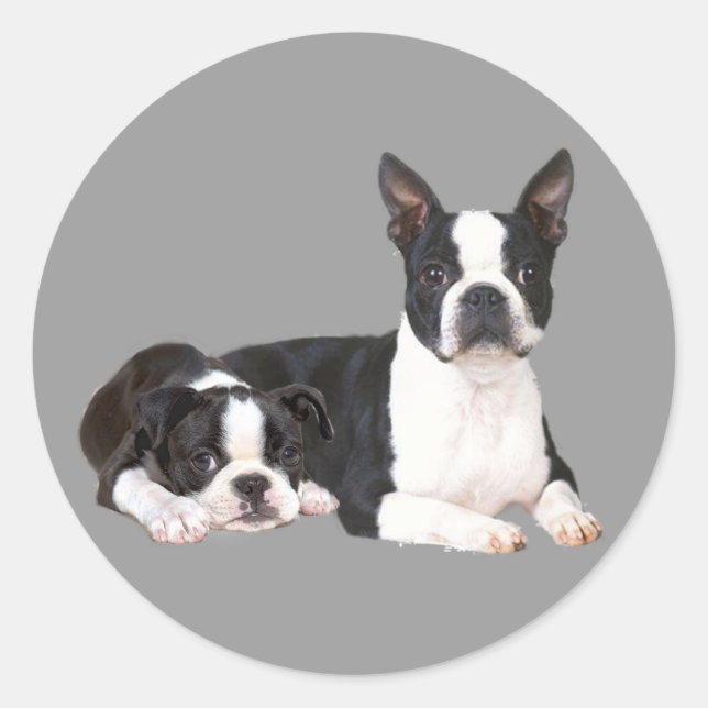 Pegatina de Boston Terrier Buddies (Anverso)