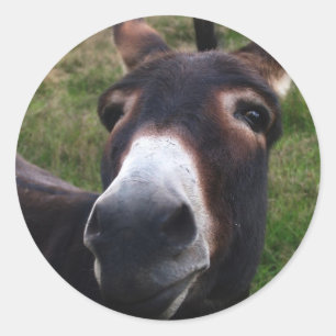 Pegatina de burros sonriente