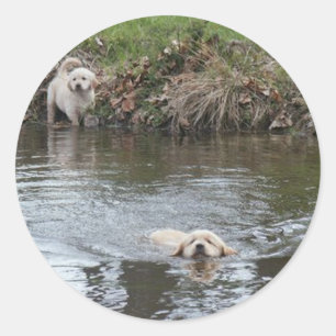 Pegatina de Cachorros de Golden Retriever