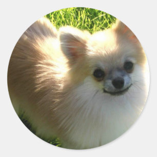 Pegatina de Cachorros de Pomerania