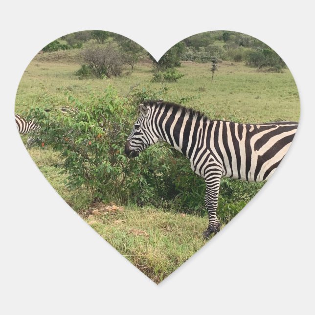 Pegatina de cebra (Anverso)