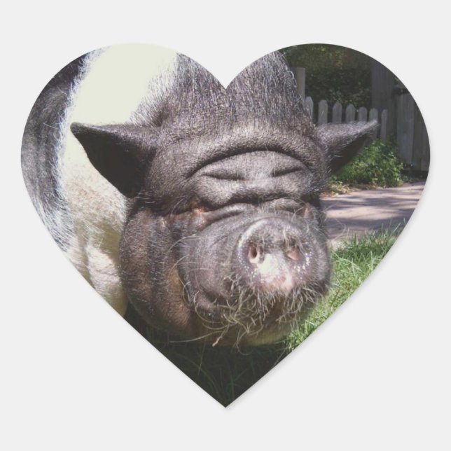 Pegatina de cerdo Belly de olla (Anverso)