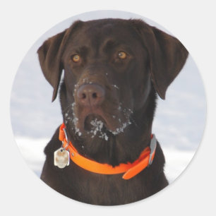 Pegatina de chocolate labrador