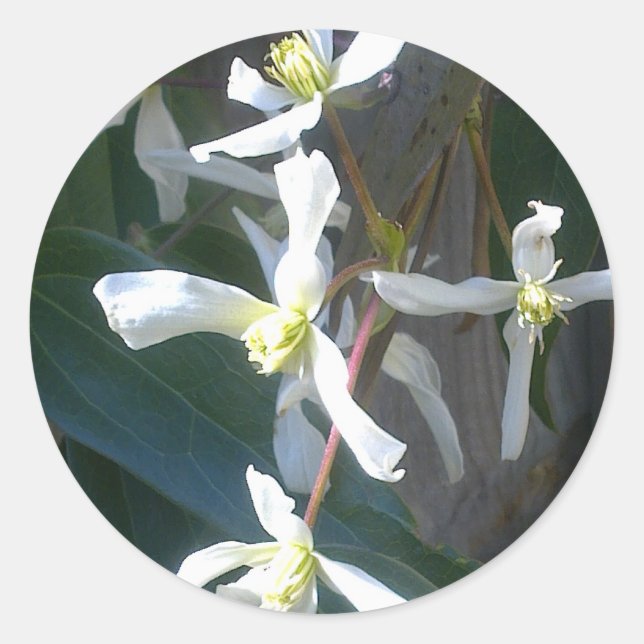 Pegatina de Clematis Armandii Blossom (Anverso)