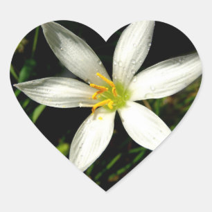 Pegatina de corazón de flor de belleza blanca