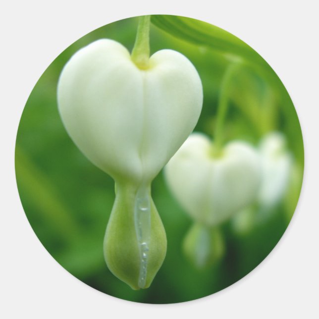 Pegatina de corazón limpio (Anverso)