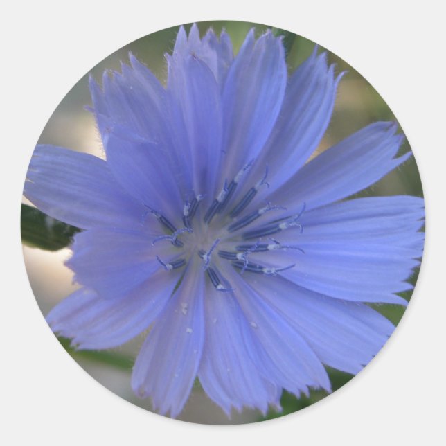 Pegatina de Cornflower (Anverso)