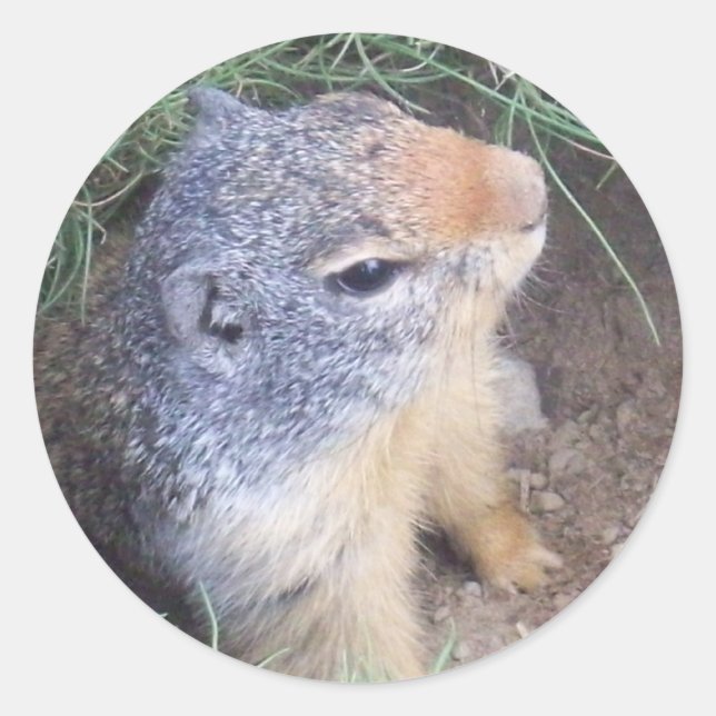 Pegatina de Cute Groundhog (Anverso)