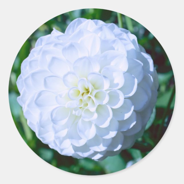Pegatina de Dahlia Blanca (Anverso)
