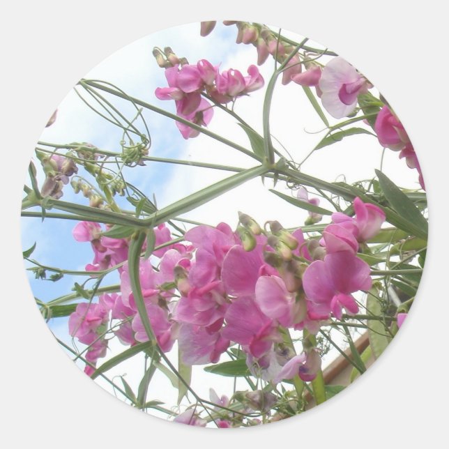 pegatina de edulpea (Anverso)