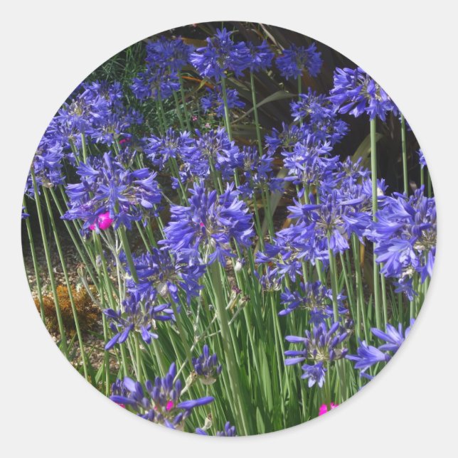 Pegatina de Flores Azules Agapanthus (Anverso)