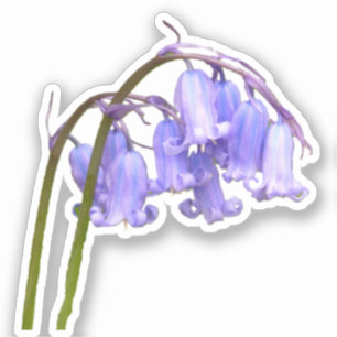 Pegatina de Flores Bluebell de Inglaterra