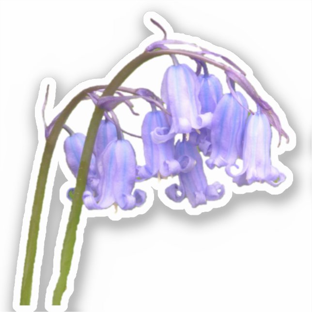 Pegatina de Flores Bluebell de Inglaterra (Anverso)
