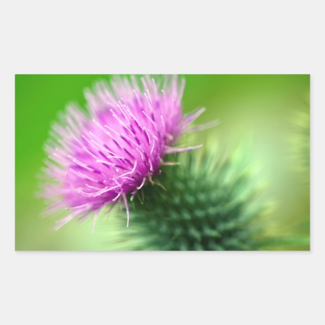 Pegatina de flores de cardo morado (Anverso)