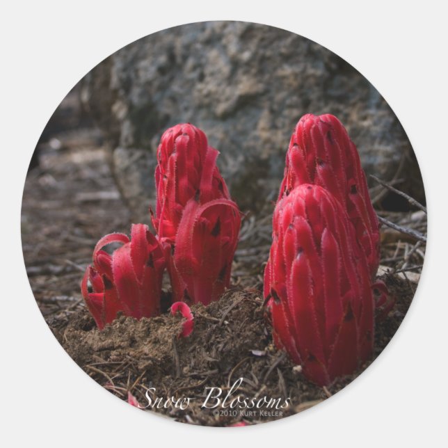 Pegatina de flores de nieve (Anverso)