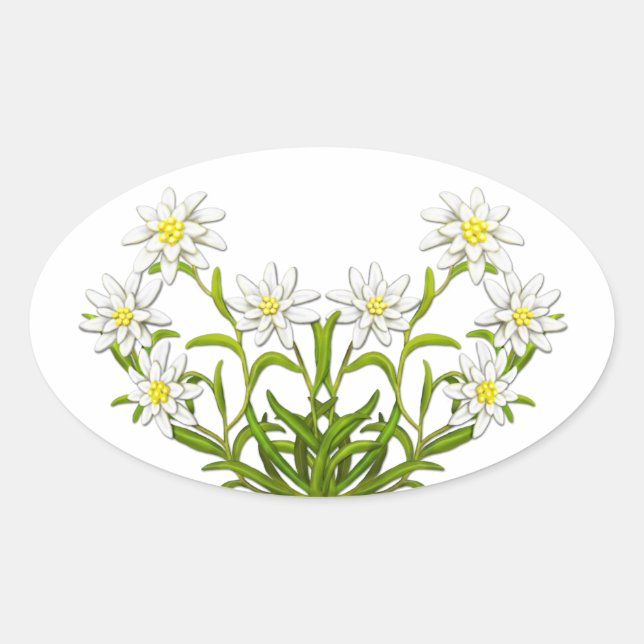 Pegatina de flores suizas de Edelweiss (Anverso)