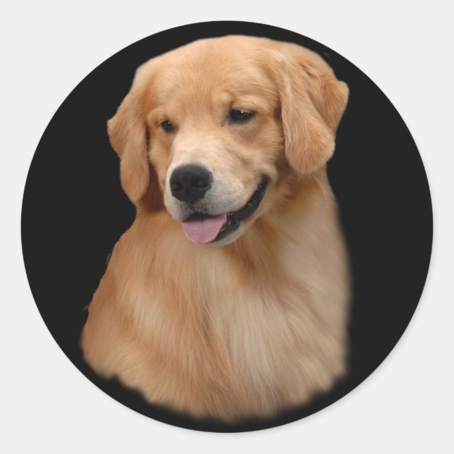 Pegatina de Frisco del golden retriever pequeño (Anverso)