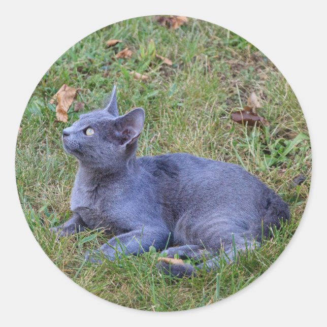 Pegatina de gato (Anverso)