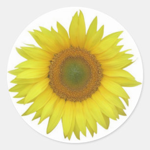 Pegatina de girasol